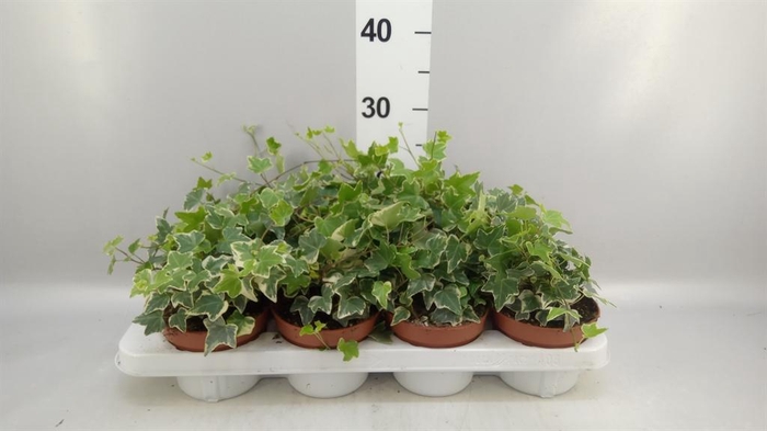 <h4>HEDERA ...VARIEGATED .</h4>