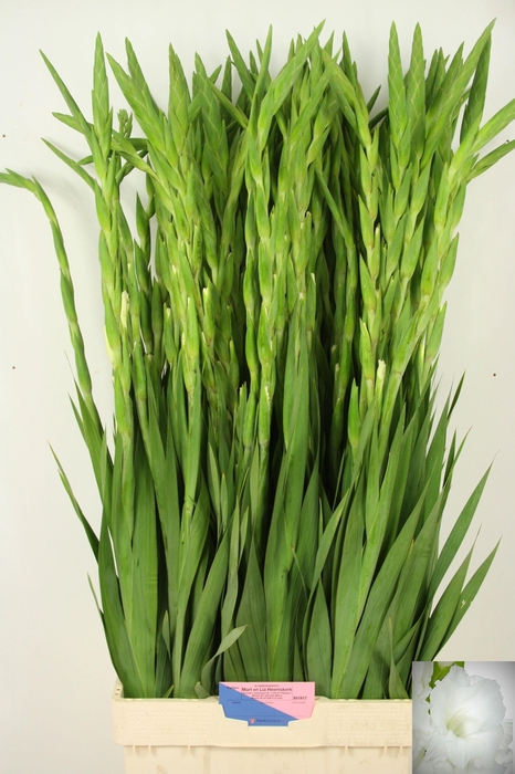 <h4>GLAD GR NOVA ZEMBLA</h4>