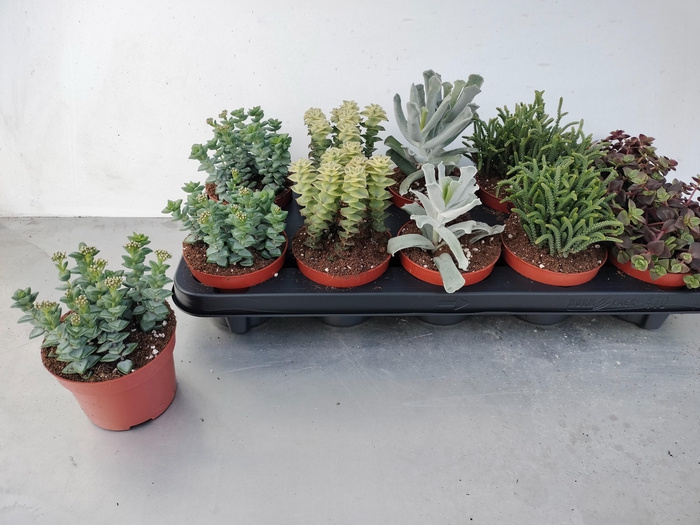 <h4>SUCC GEM 5 SRT</h4>