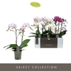 Phalaenopsis Multifloratypes gemengd 3 kleuren