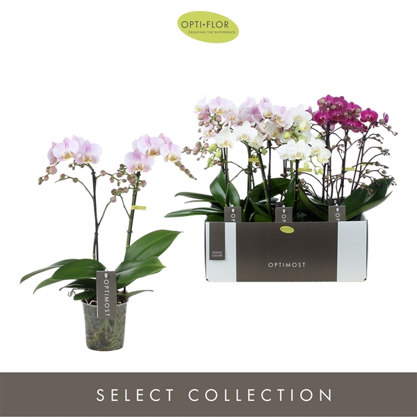 Phalaenopsis Multifloratypes gemengd 3 kleuren