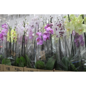 PHALAENOPSIS P12 2 HT
