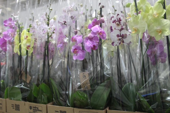 <h4>PHALAENOPSIS P12 2 HT</h4>