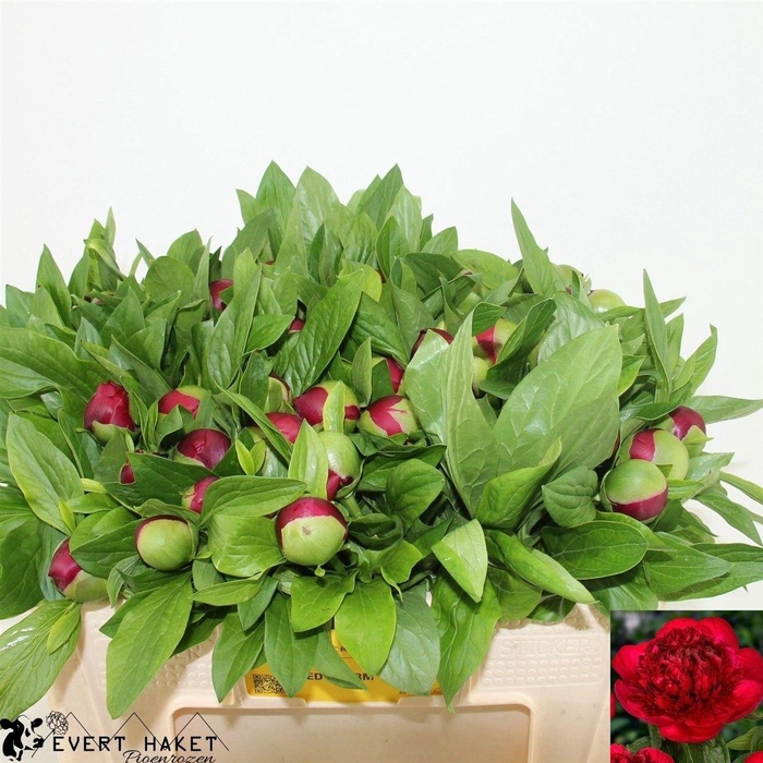 <h4>Paeo Red Charm</h4>