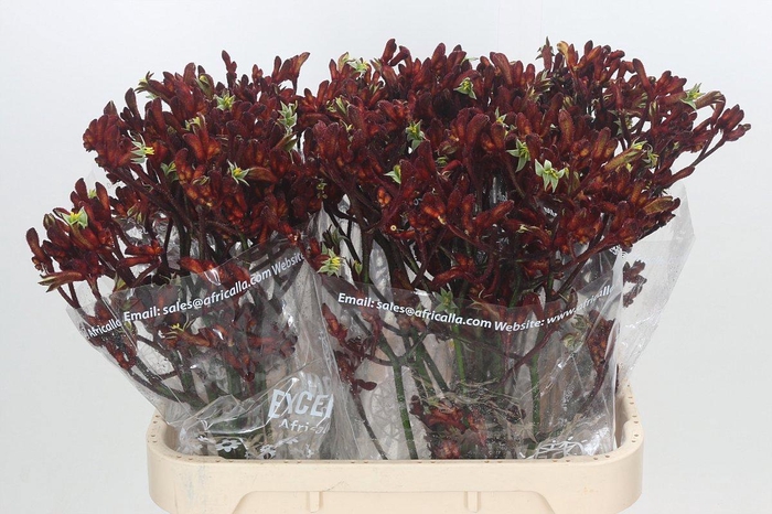 <h4>ANIGOZ EARLY SPRING</h4>