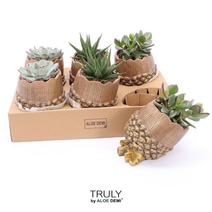 <h4>Arr.  Succulents L%</h4>