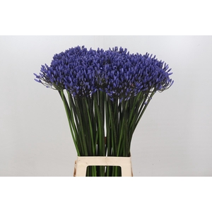 Agapanthus Dr Brouwer
