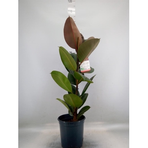 Ficus elastica 'Robusta'