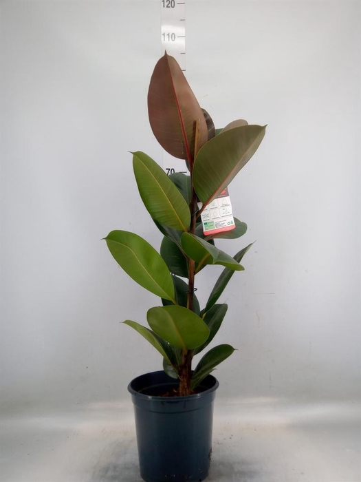<h4>Ficus elastica 'Robusta'</h4>