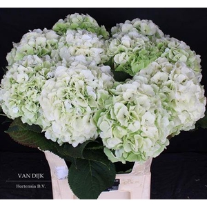 Hydr M Ch Whi Ver Cl 80cm Ex