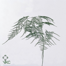 ASPARAGUS SETACEUS