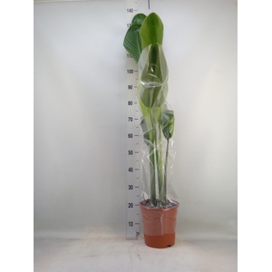 Strelitzia nicolai