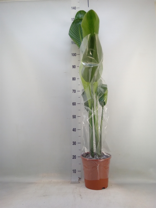 <h4>Strelitzia nicolai</h4>