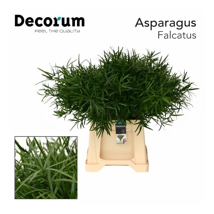 <h4>ASP FALCATUS</h4>