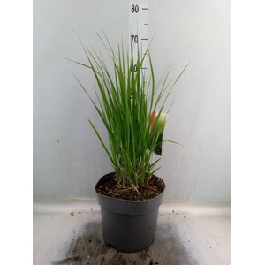 Panicum virgatum