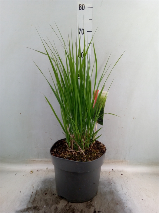 <h4>Panicum virgatum</h4>