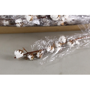 DF Katoen Gossypium Wit 8 Bol