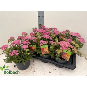 ACHI MILLEFOLIUM
