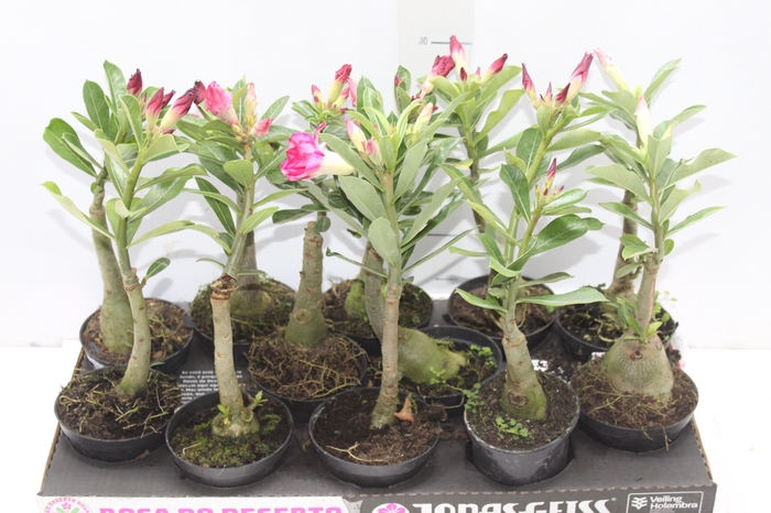<h4>ROSA DO DESERTO DOBRADO P11</h4>