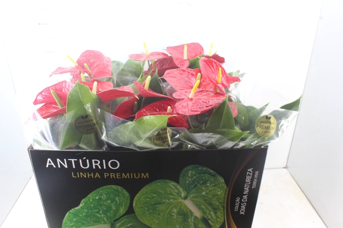 <h4>ANTHURIUM MICHIGAN P17 PREMIUM</h4>