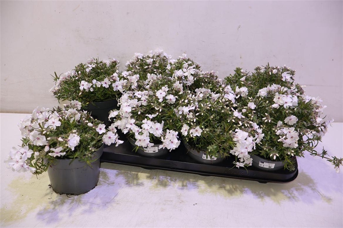 <h4>Phlox Subulata</h4>