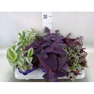 Tradescantia   ...mix