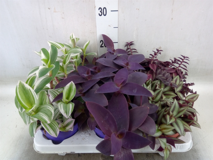 <h4>Tradescantia   ...mix</h4>