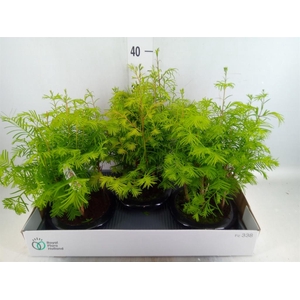 Bonsai   ...