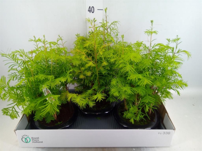 <h4>Bonsai   ...</h4>