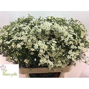 Chame Un Jupiter Moon