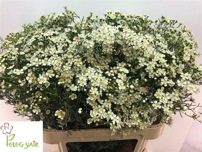 <h4>Chame Un Jupiter Moon</h4>