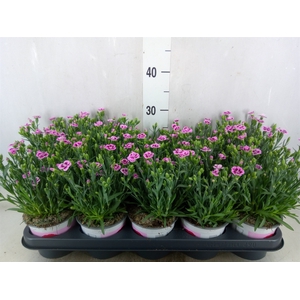 Dianthus  'Pink Kisses'
