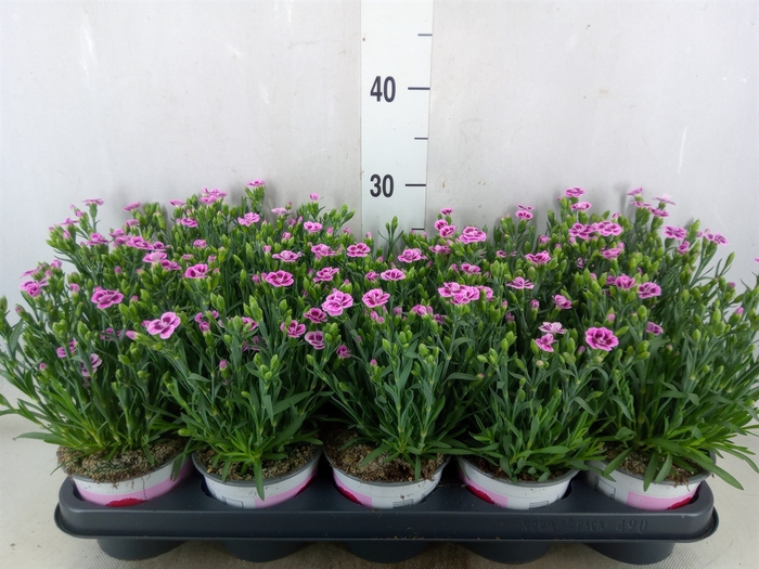 <h4>Dianthus  'Pink Kisses'</h4>