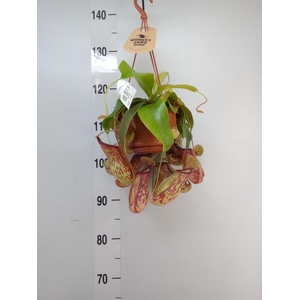 Nepenthes    ...
