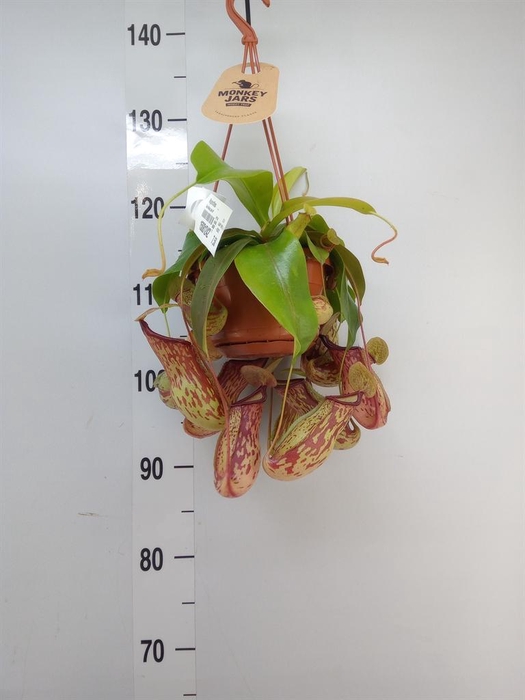 <h4>Nepenthes    ...</h4>