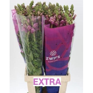 ANTIR POTOMAC LAVENDER