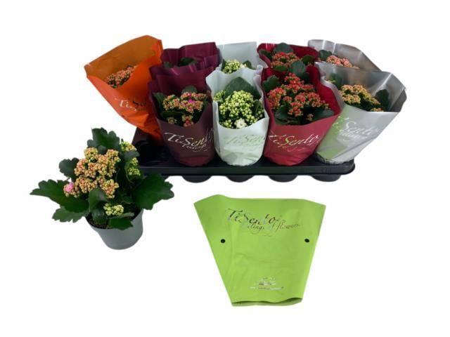 <h4>KAL GE GEM 5 KL</h4>