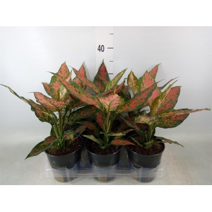 Aglaonema   ...
