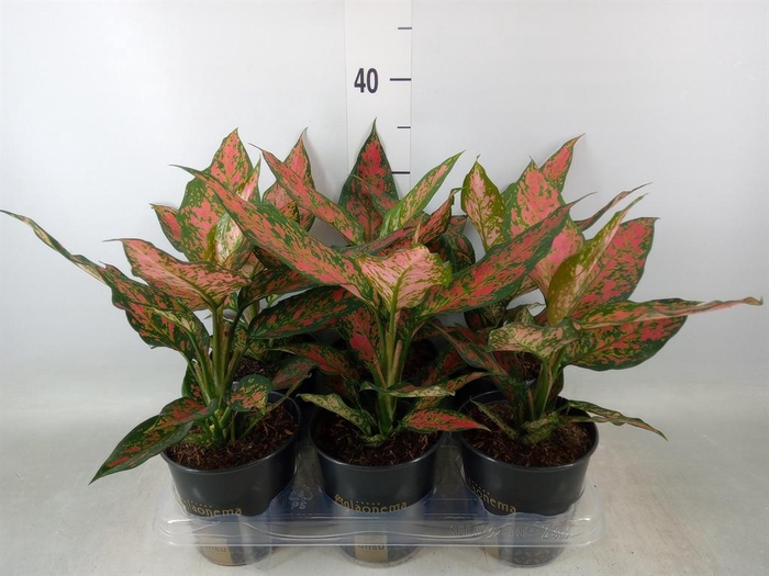 <h4>Aglaonema ...</h4>