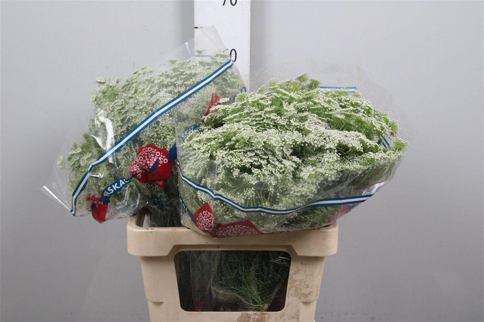 <h4>Ammi Majus Graceland</h4>
