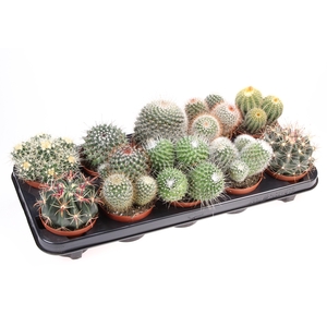 Cactus bol mix