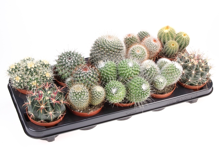 <h4>Cactus bol mix</h4>