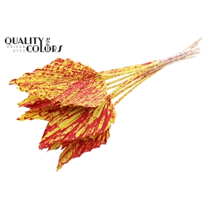 Palm spear per stem Splashed Yellow/Red