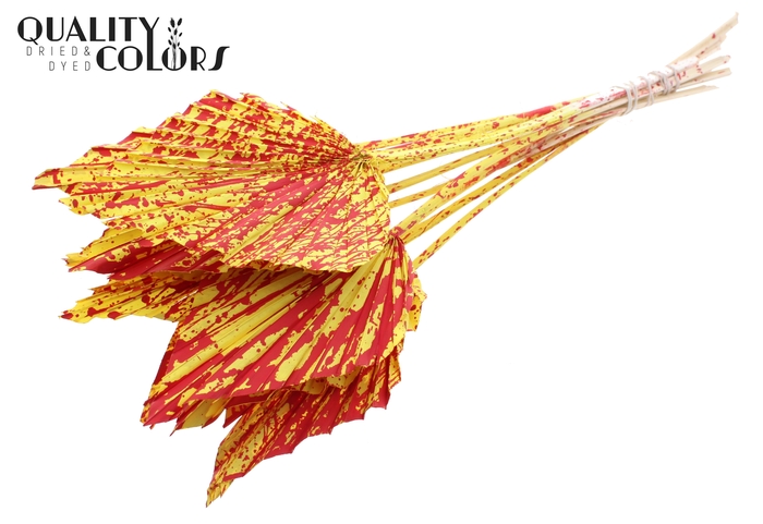 Palm spear per stem Splashed Yellow/Red