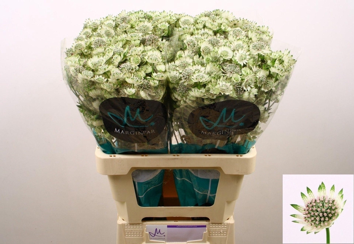 <h4>ASTRANTIA MAJOR 'BILLION STARS XL'</h4>