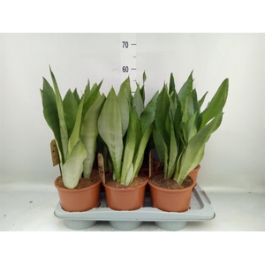 Sansevieria trifa. 'Moonshine'