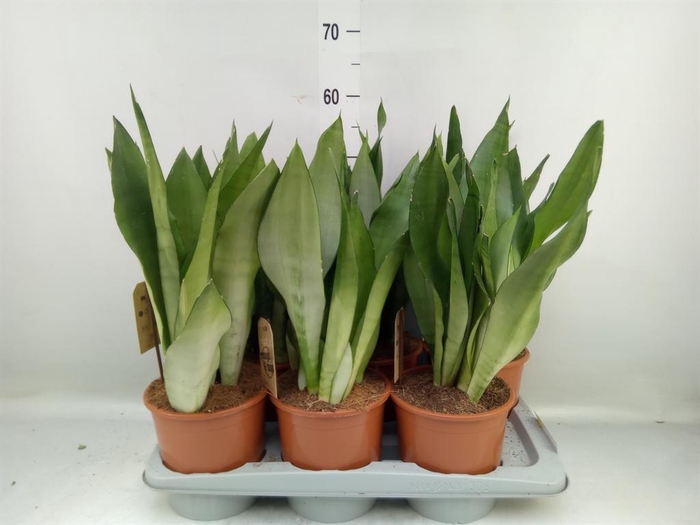 <h4>Sansevieria trifa. 'Moonshine'</h4>