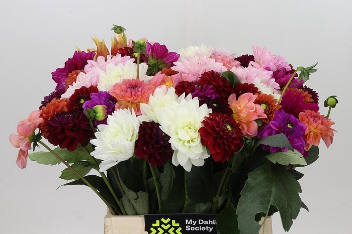 <h4>Dahlia Gemengd in bos</h4>