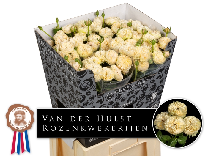 <h4>R Tr Royal Champagne Paul Hulst</h4>