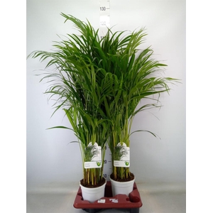 Dypsis lutescens   ...Chrysalidoca